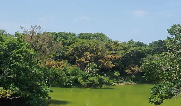 Nature| [Official] In front of Wizesem Court Shuri Gibo Station